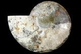 Cut Ammonite Fossil (Half) - Agatized #121493-1